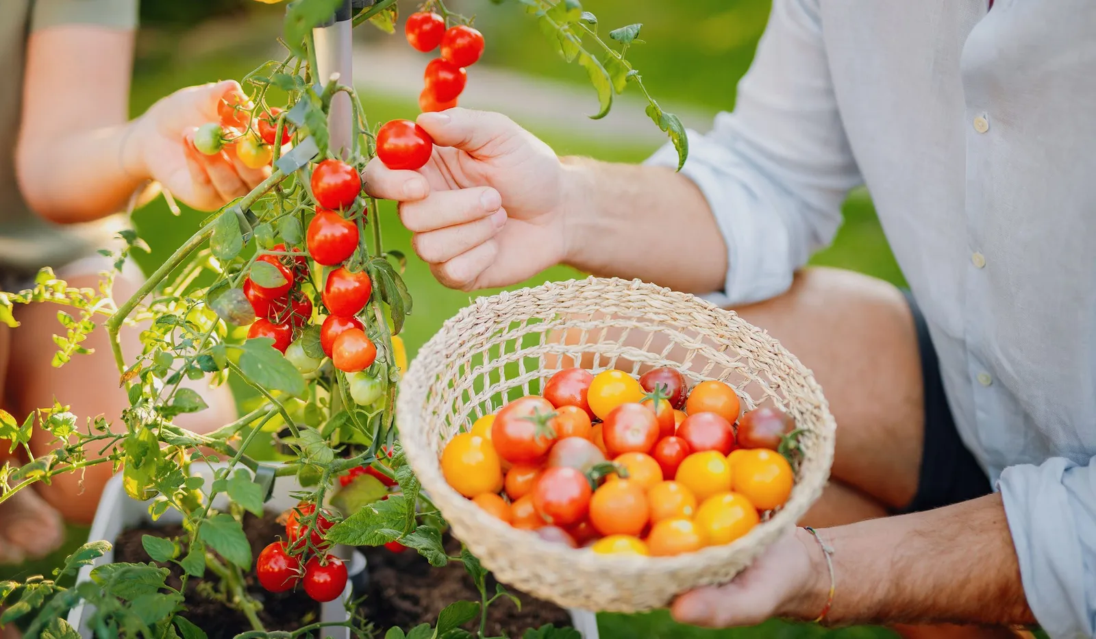 Berbuah Lebat dan Sehat, Ini 8 Cara Menanam Tomat di Rumah