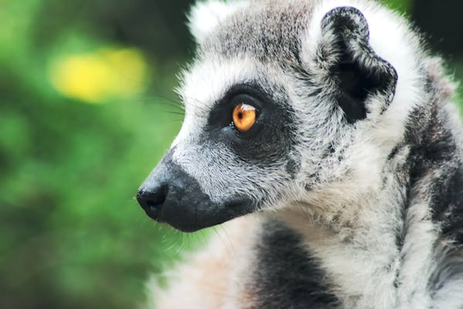 Elite Park Zoo Serang: Lokasi, Jam Buka, & Harga Tiket Masuk