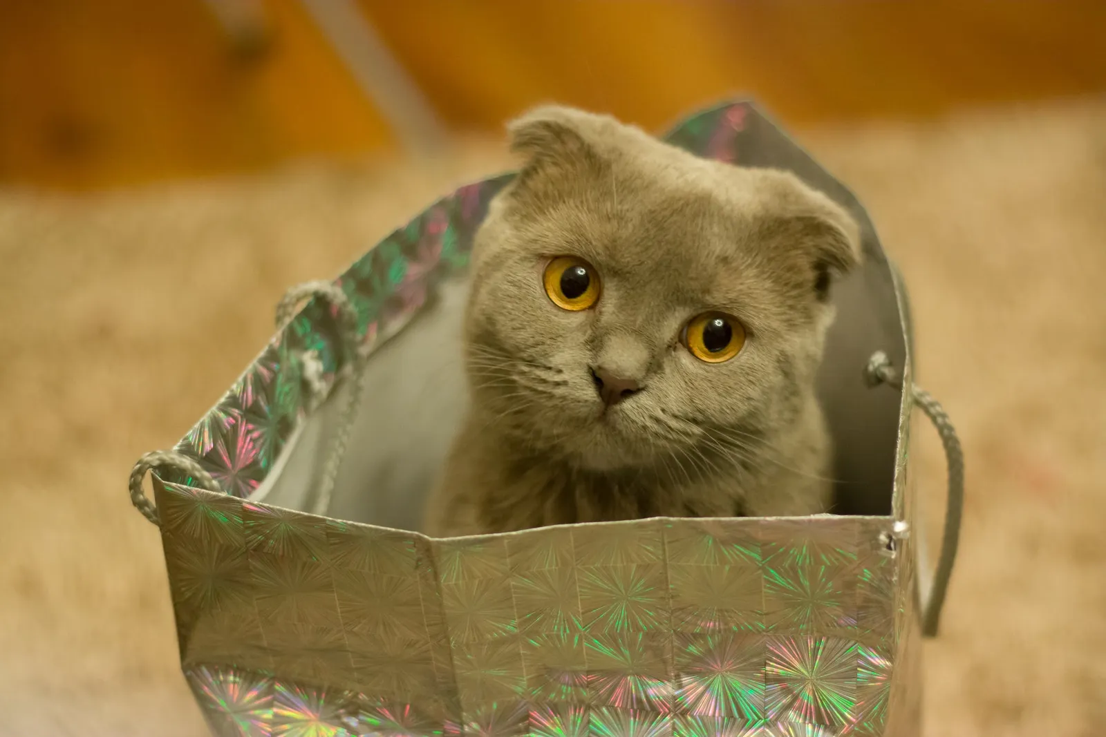 Ini Penjelasan 5 Perilaku Aneh Kucing yang Sulit Dimengerti
