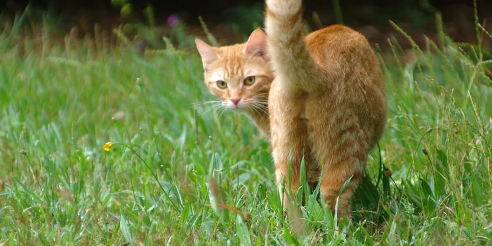 Ini Penjelasan 5 Perilaku Aneh Kucing yang Sulit Dimengerti