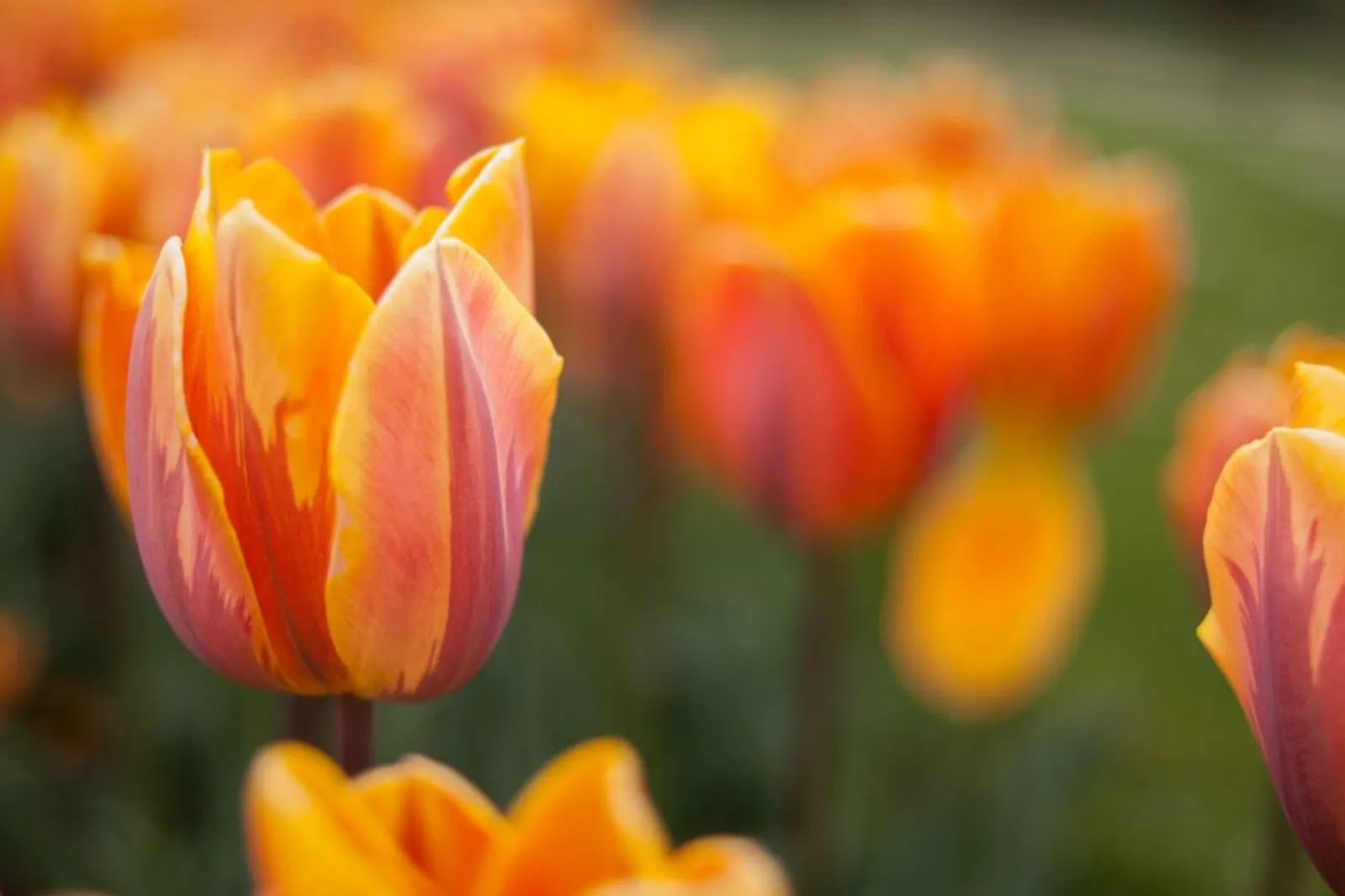 Arti Bunga Tulip Berdasarkan Warna dan Jenisnya, Sangat Beragam!