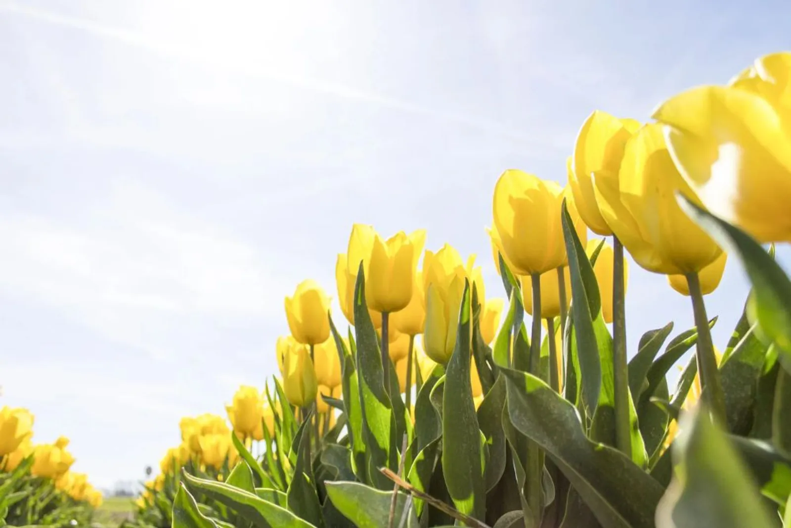 Arti Bunga Tulip Berdasarkan Warna dan Jenisnya, Sangat Beragam!