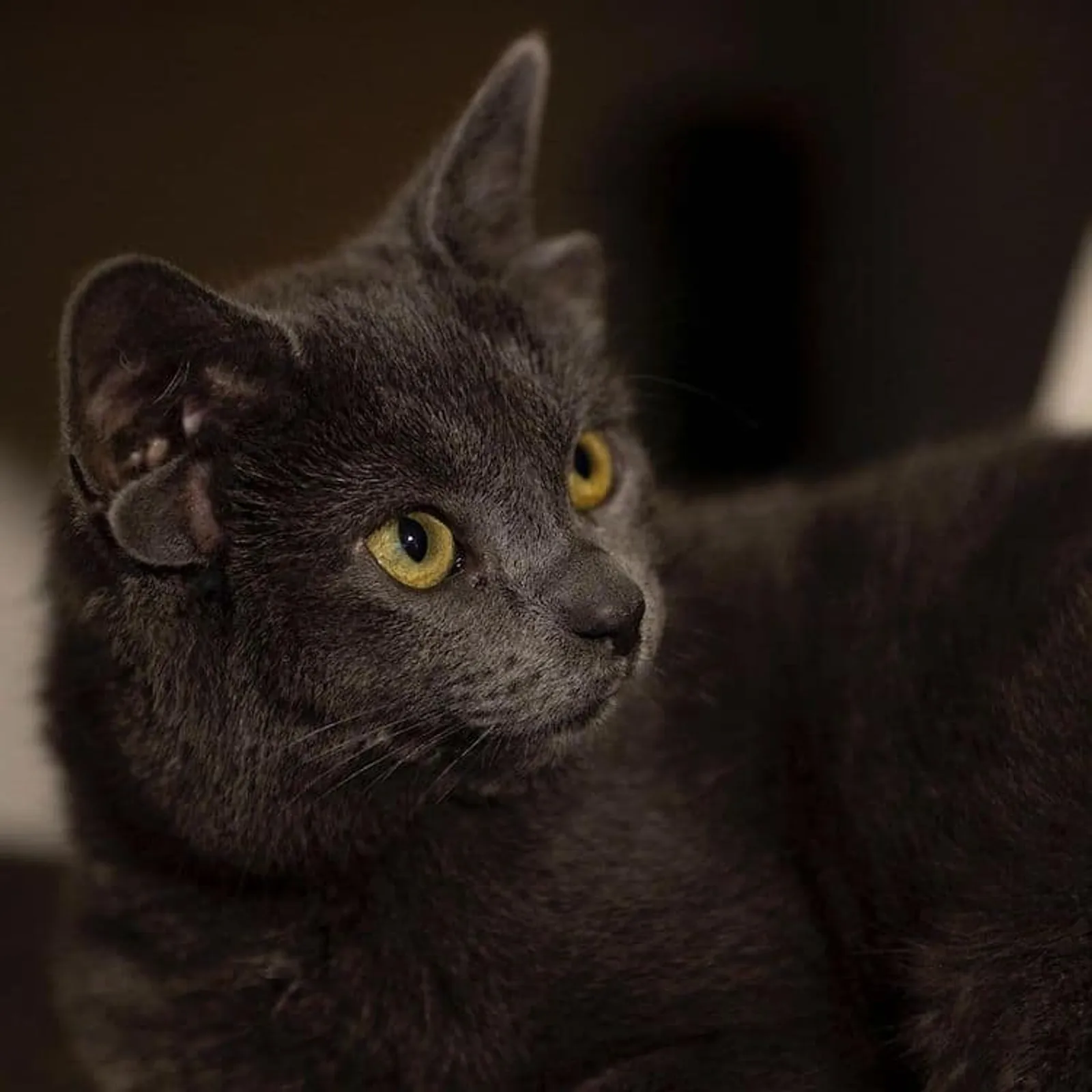 10 Fakta Midas, Kucing Asal Turki yang Punya 4 Telinga