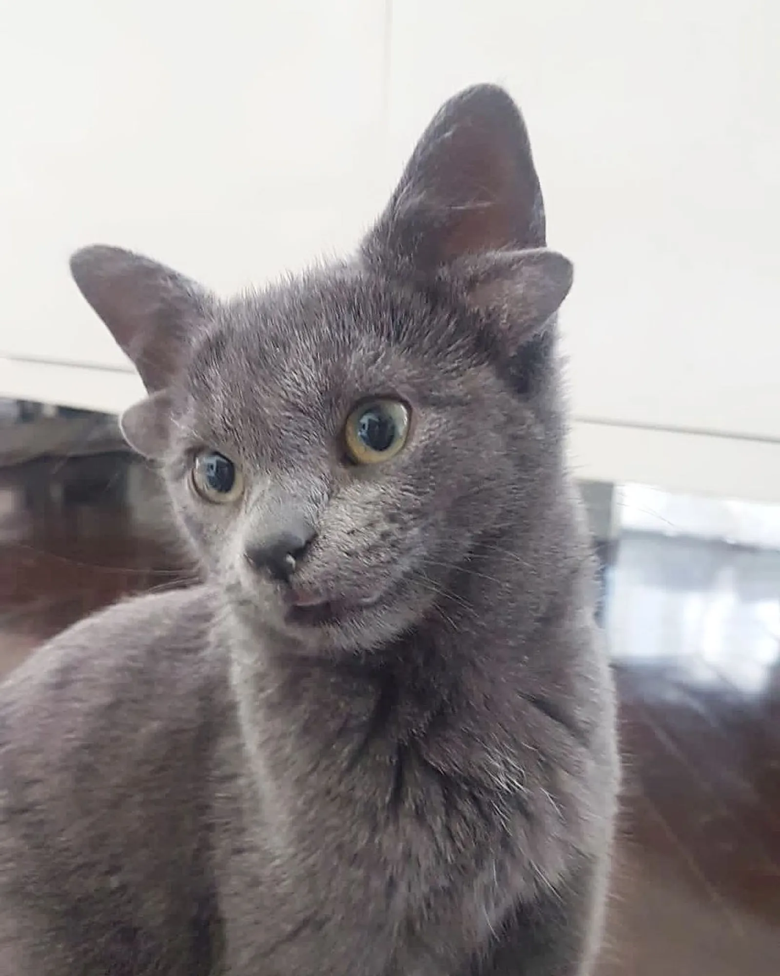 10 Fakta Midas, Kucing Asal Turki yang Punya 4 Telinga