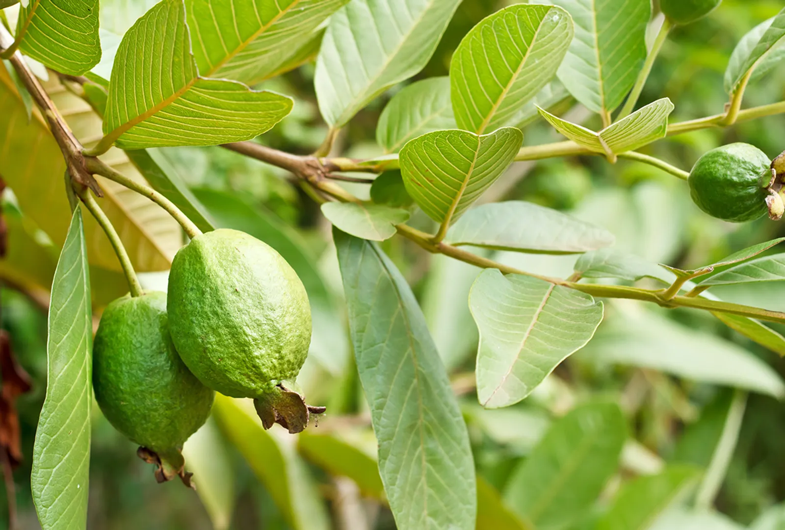 7 Cara Mengolah Daun Pepaya Agar Tak Pahit Saat Dimakan