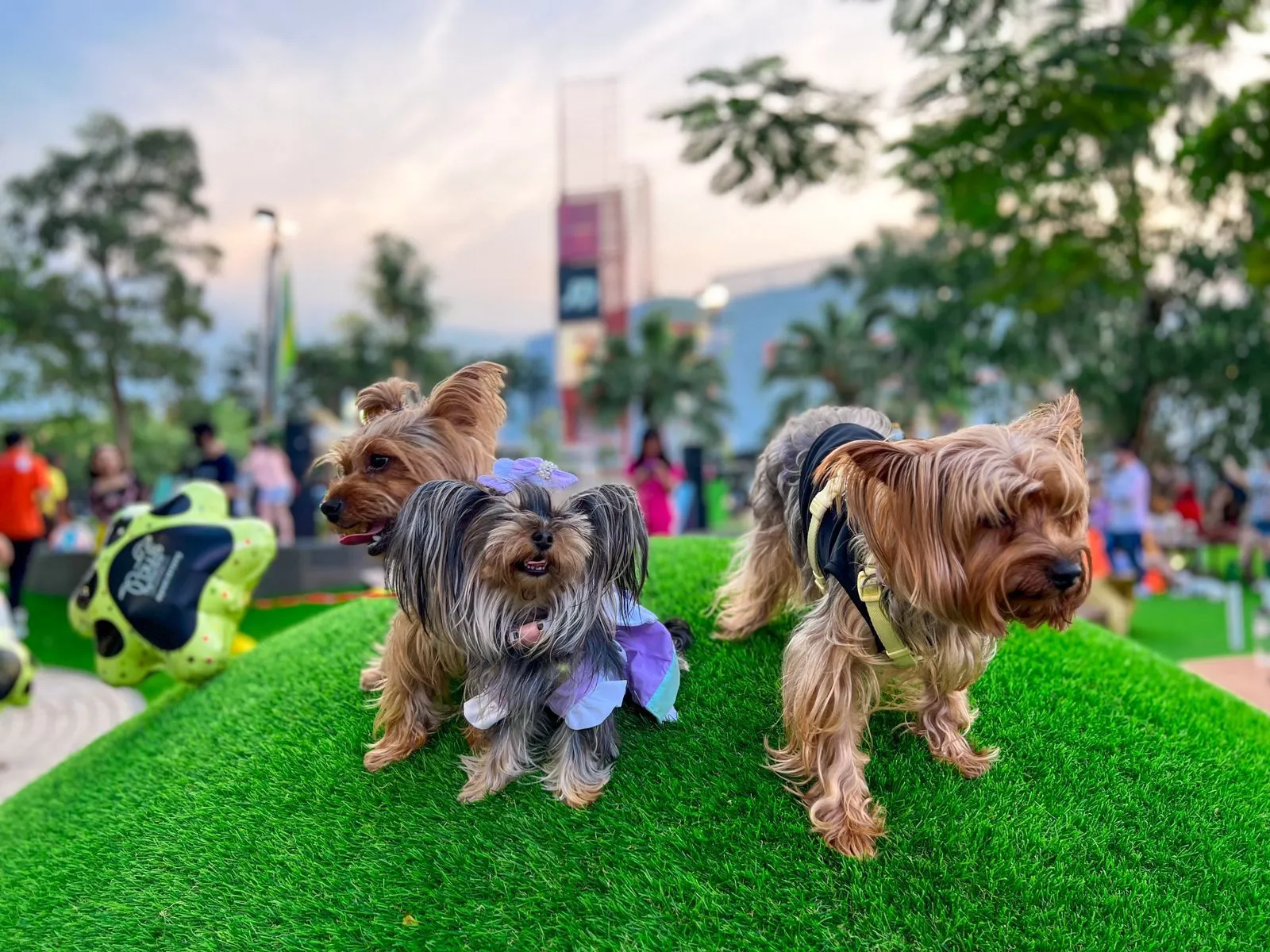 Paws Dog Dream Park: Tempat Seru untuk Bermain dengan  Anabul