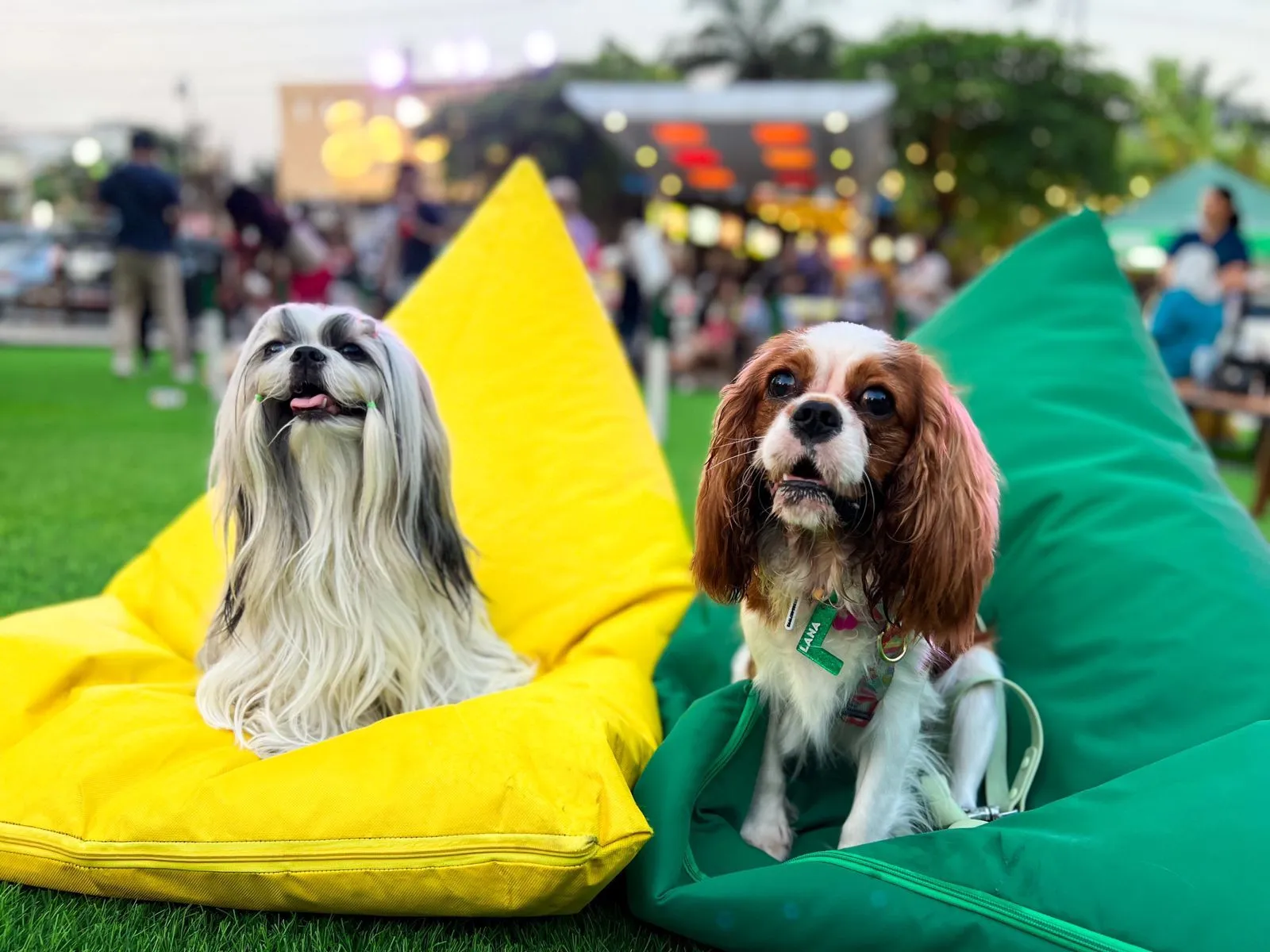 Paws Dog Dream Park: Tempat Seru untuk Bermain dengan 
Anabul