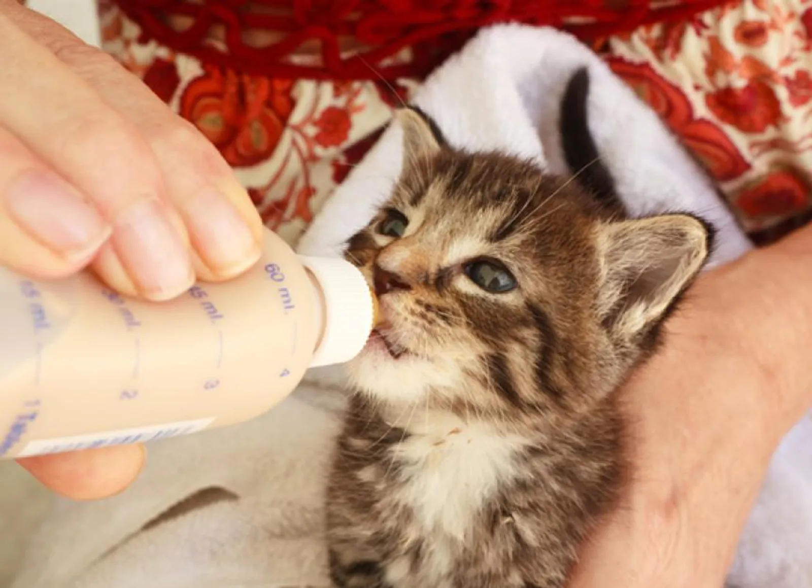 Bisa Fatal, Kenali 7 Penyebab Diare Pada Anak Kucing