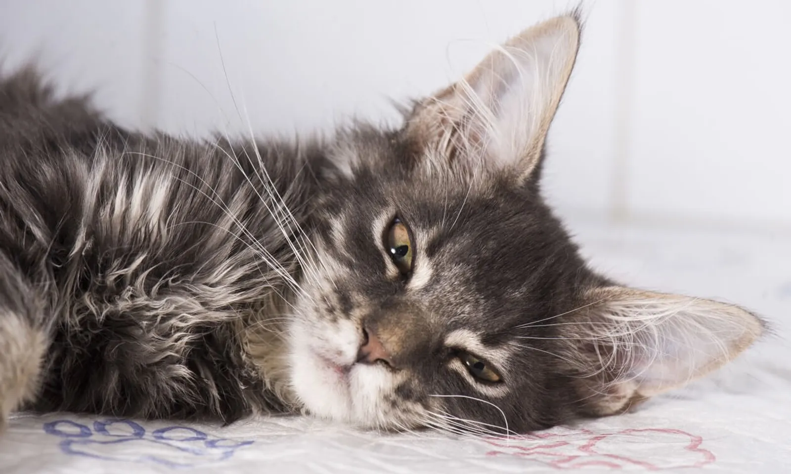 Bisa Fatal, Kenali 7 Penyebab Diare Pada Anak Kucing