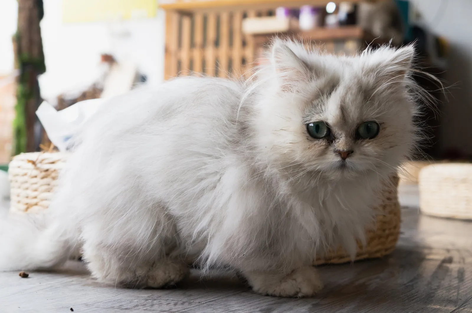 8 Fakta Menarik Kucing Persia, Si Kalem yang Pengertian