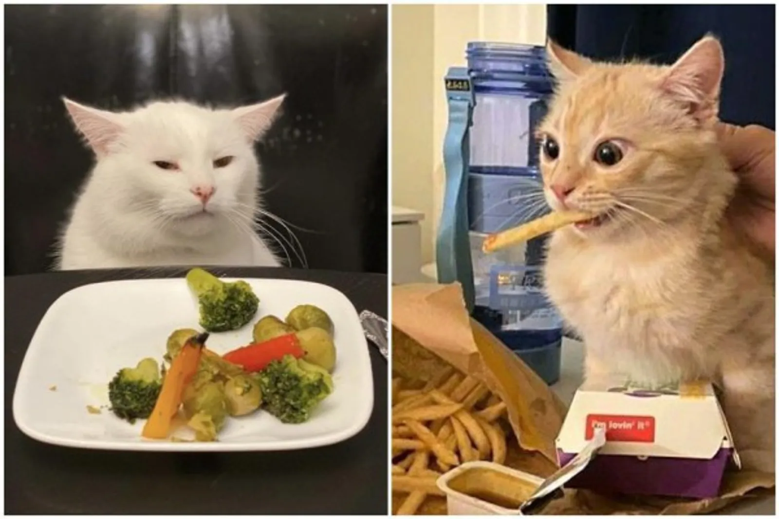 Tak Bisa Slow, 12 Foto Kucing Sedang Makan Ini Bikin Perut Terpingkal