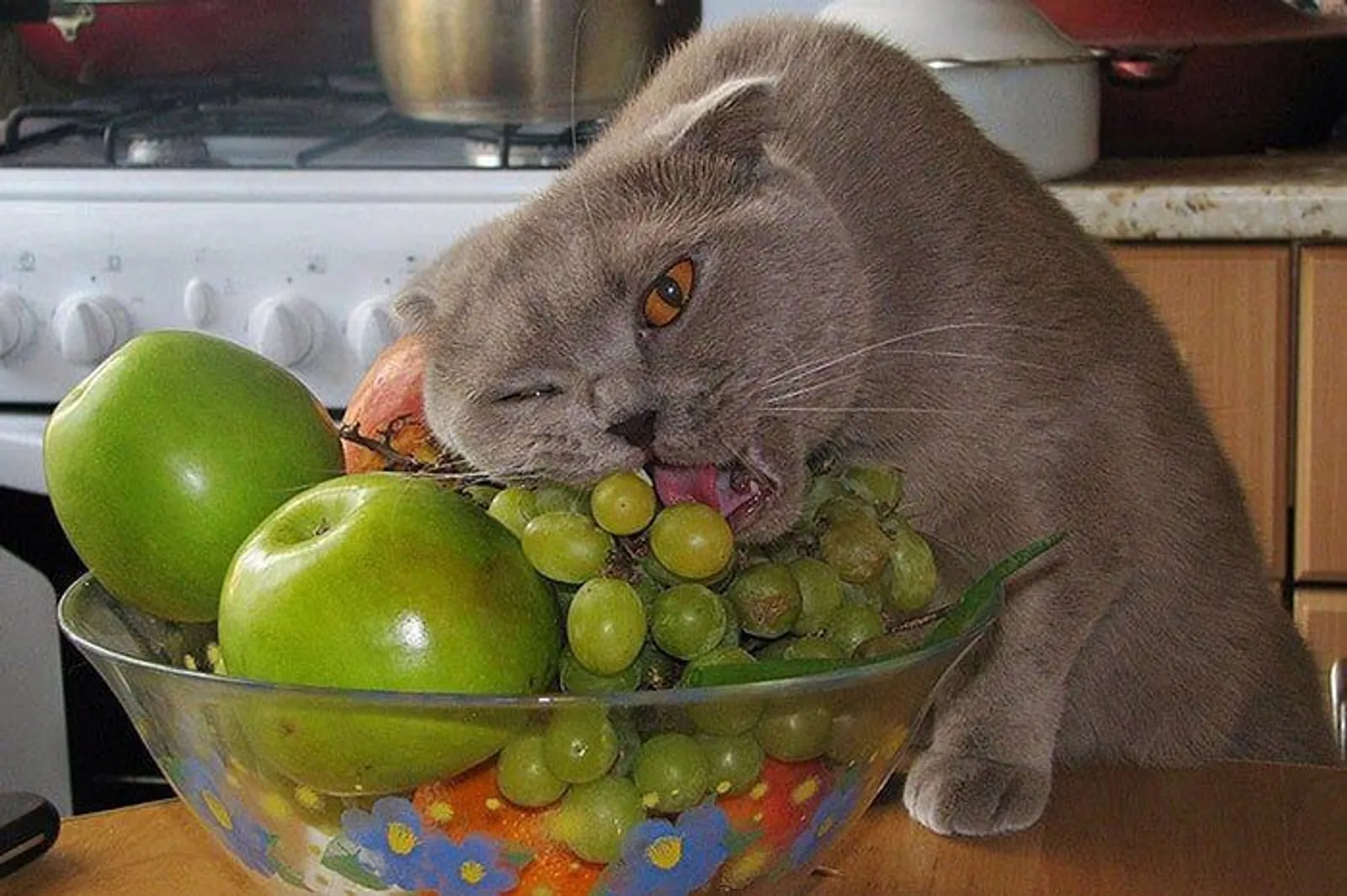 Tak Bisa Slow, 12 Foto Kucing Sedang Makan Ini Bikin Perut Terpingkal