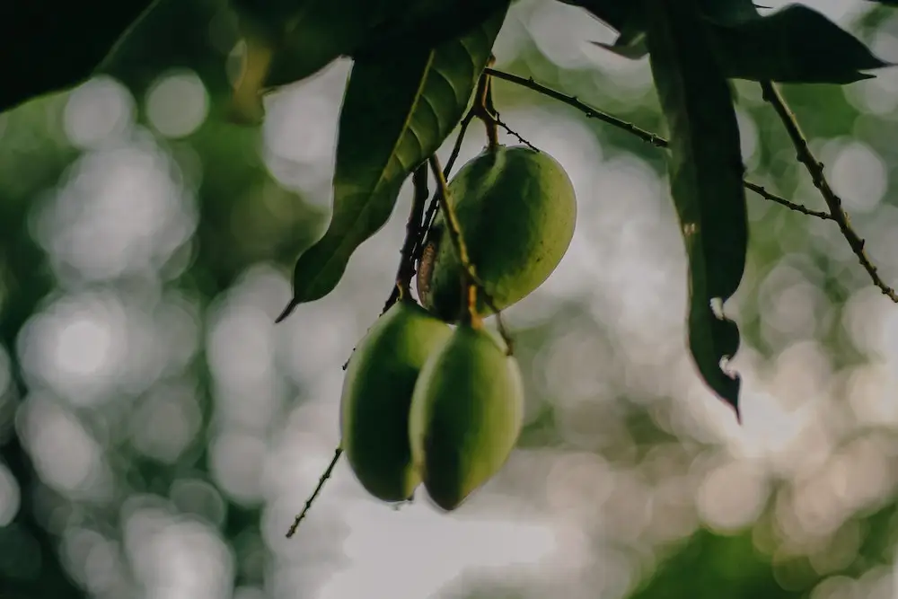 Apa Itu Petik Mangga Saat Berhubungan Seks dengan Pasangan?