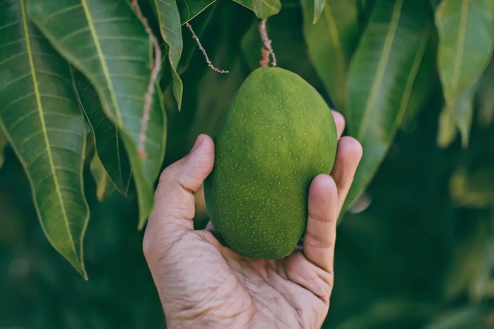 Apa Itu Petik Mangga Saat Berhubungan Seks dengan Pasangan?