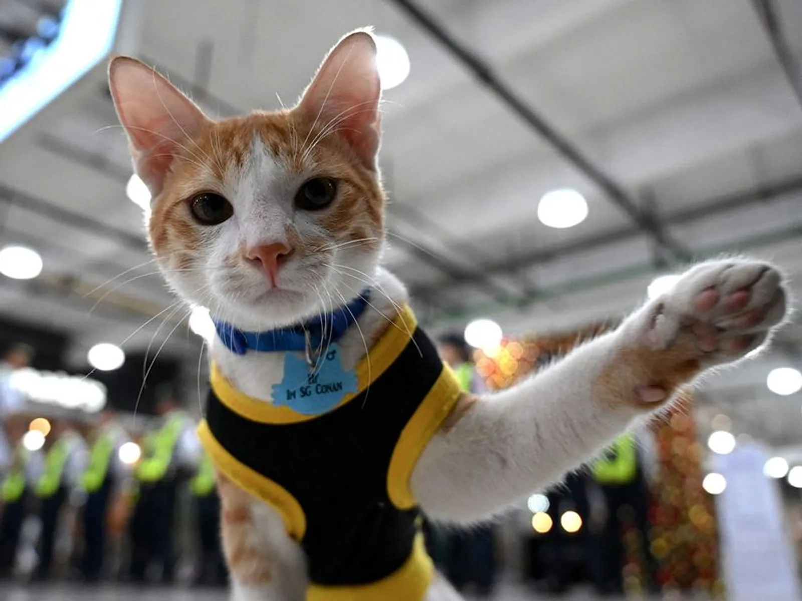 Kenalkan Conan, Kucing Penjaga di Gedung Perkantoran Filipina