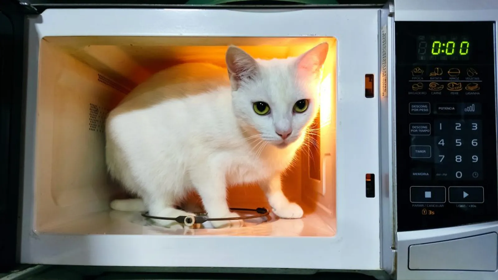 10 Potret Kucing Sedang Bersantai di Dalam Microwave, Berani Banget!