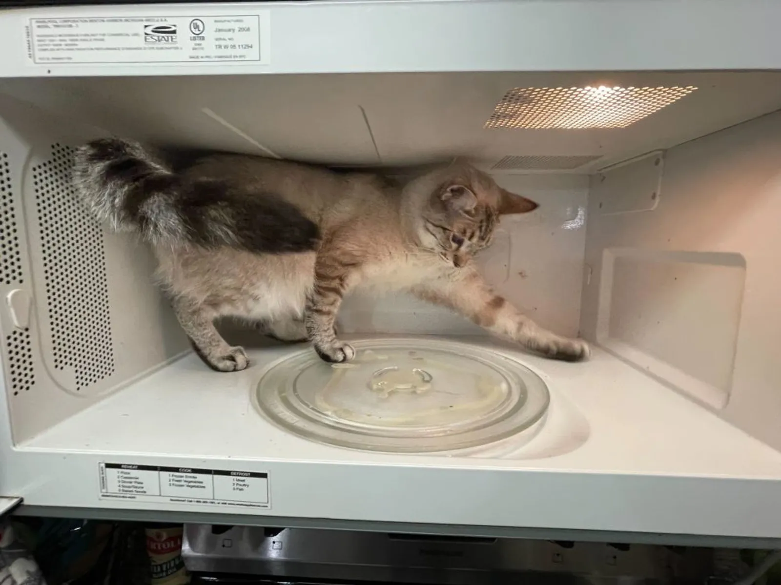 10 Potret Kucing Sedang Bersantai di Dalam Microwave, Berani Banget!