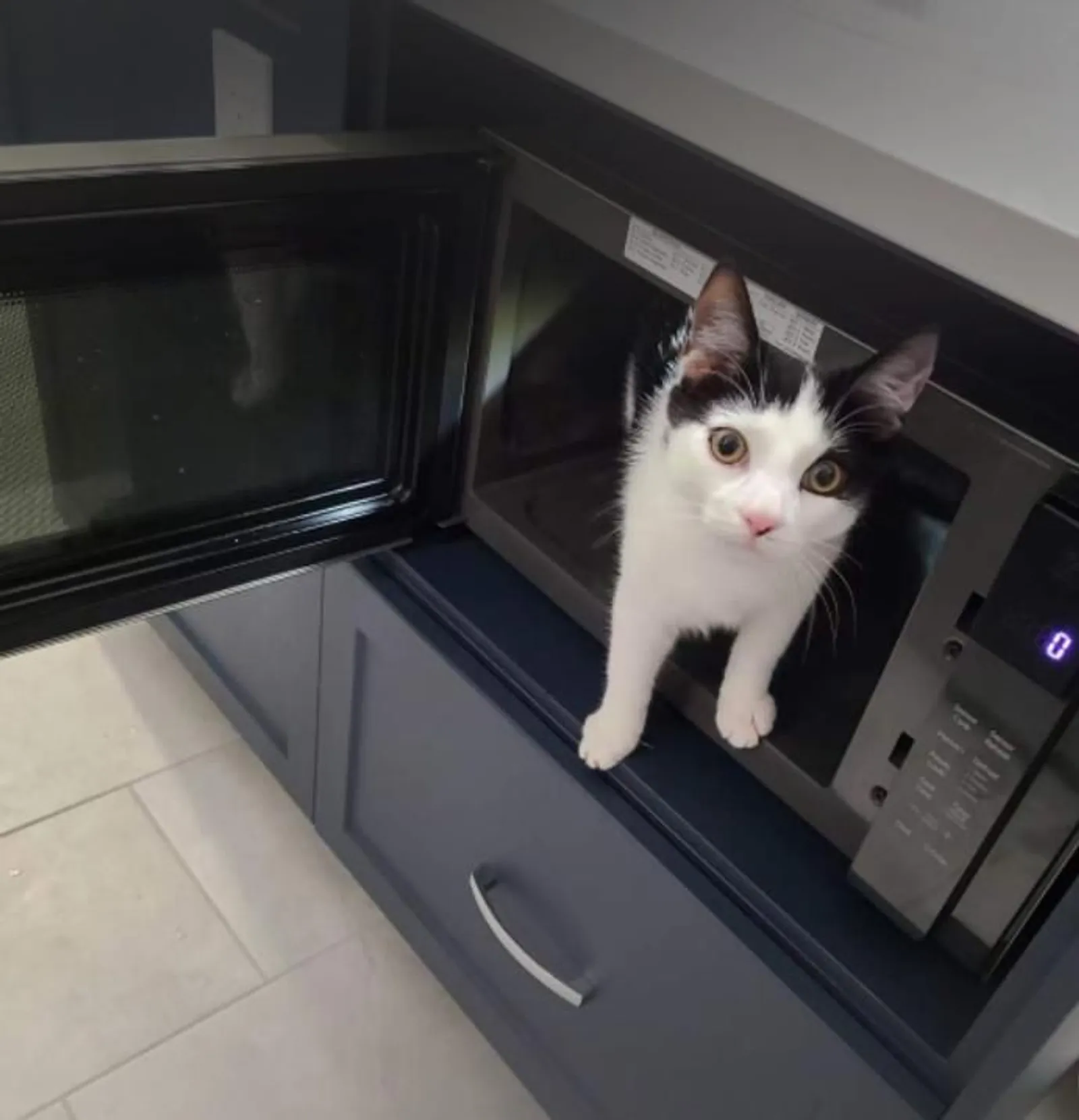 10 Potret Kucing Sedang Bersantai di Dalam Microwave, Berani Banget!