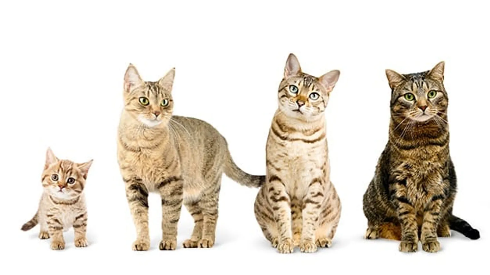Dikenal Punya 9 Nyawa, Berapa Lama Kucing Dapat Bertahan Hidup?