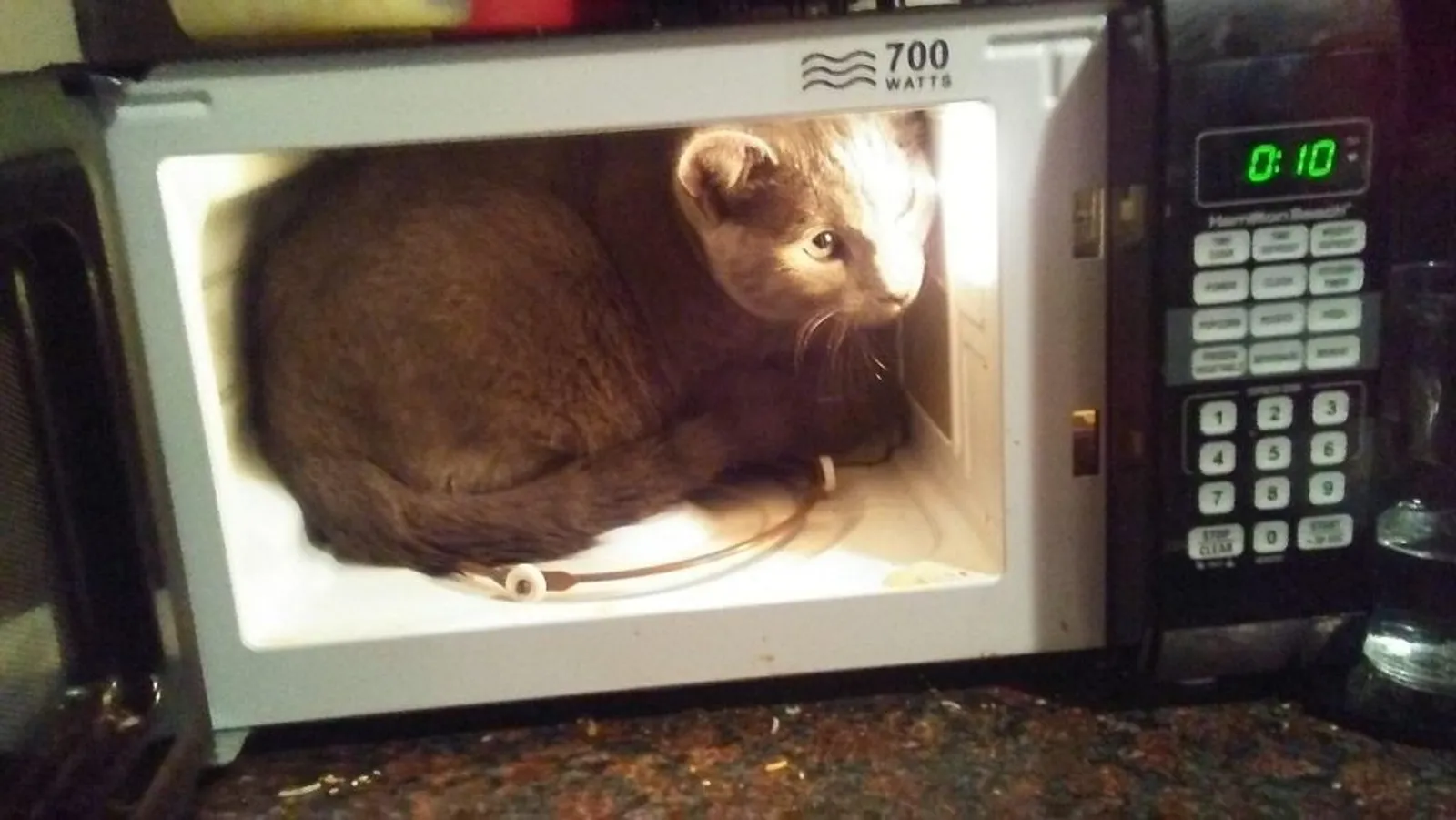 10 Potret Kucing Sedang Bersantai di Dalam Microwave, Berani Banget!