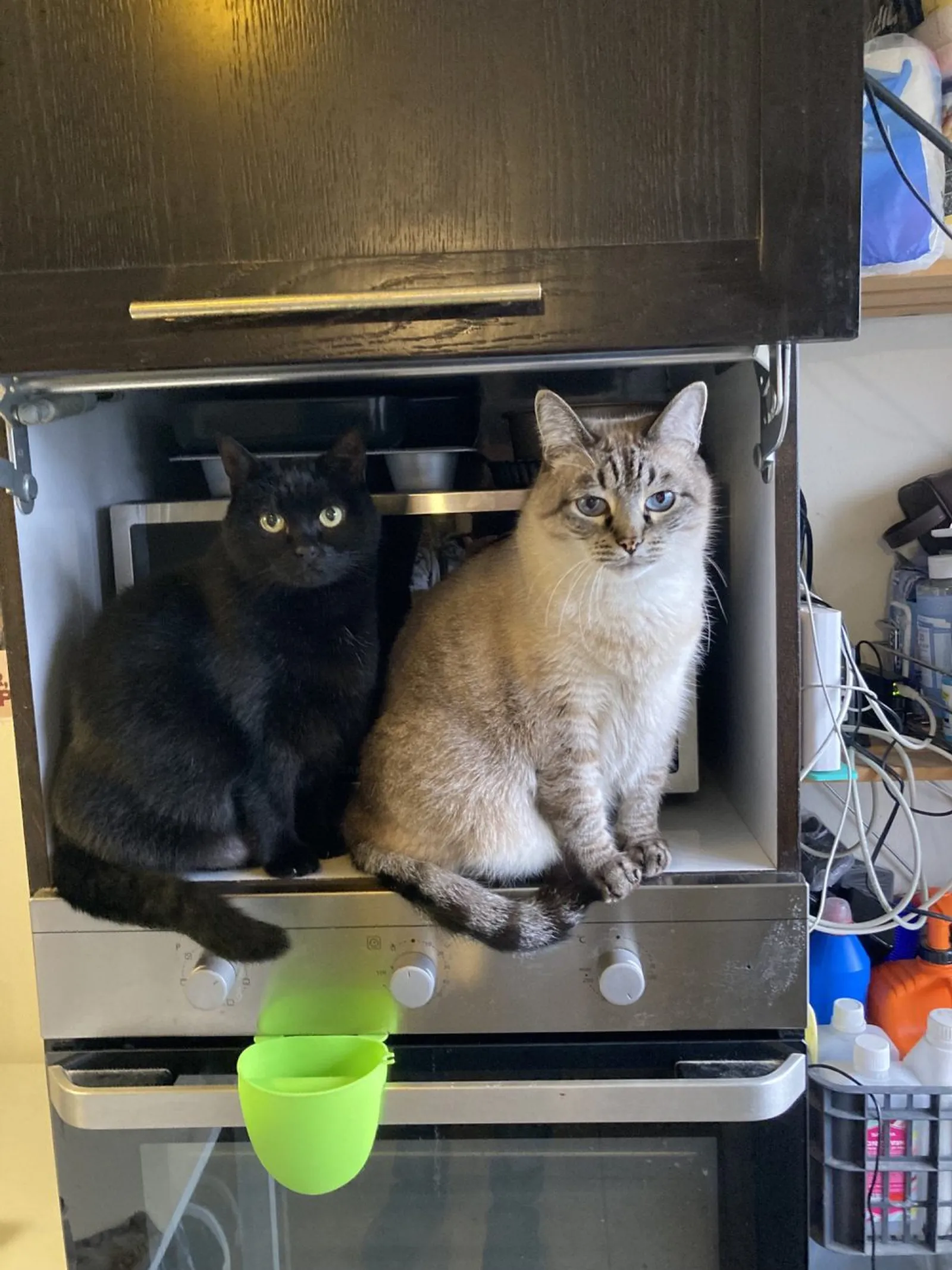 10 Potret Kucing Sedang Bersantai di Dalam Microwave, Berani Banget!