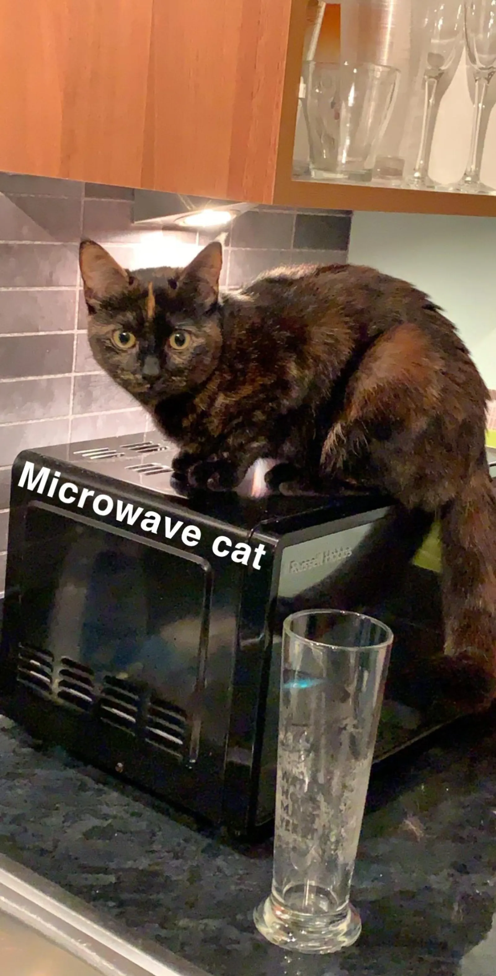 10 Potret Kucing Sedang Bersantai di Dalam Microwave, Berani Banget!