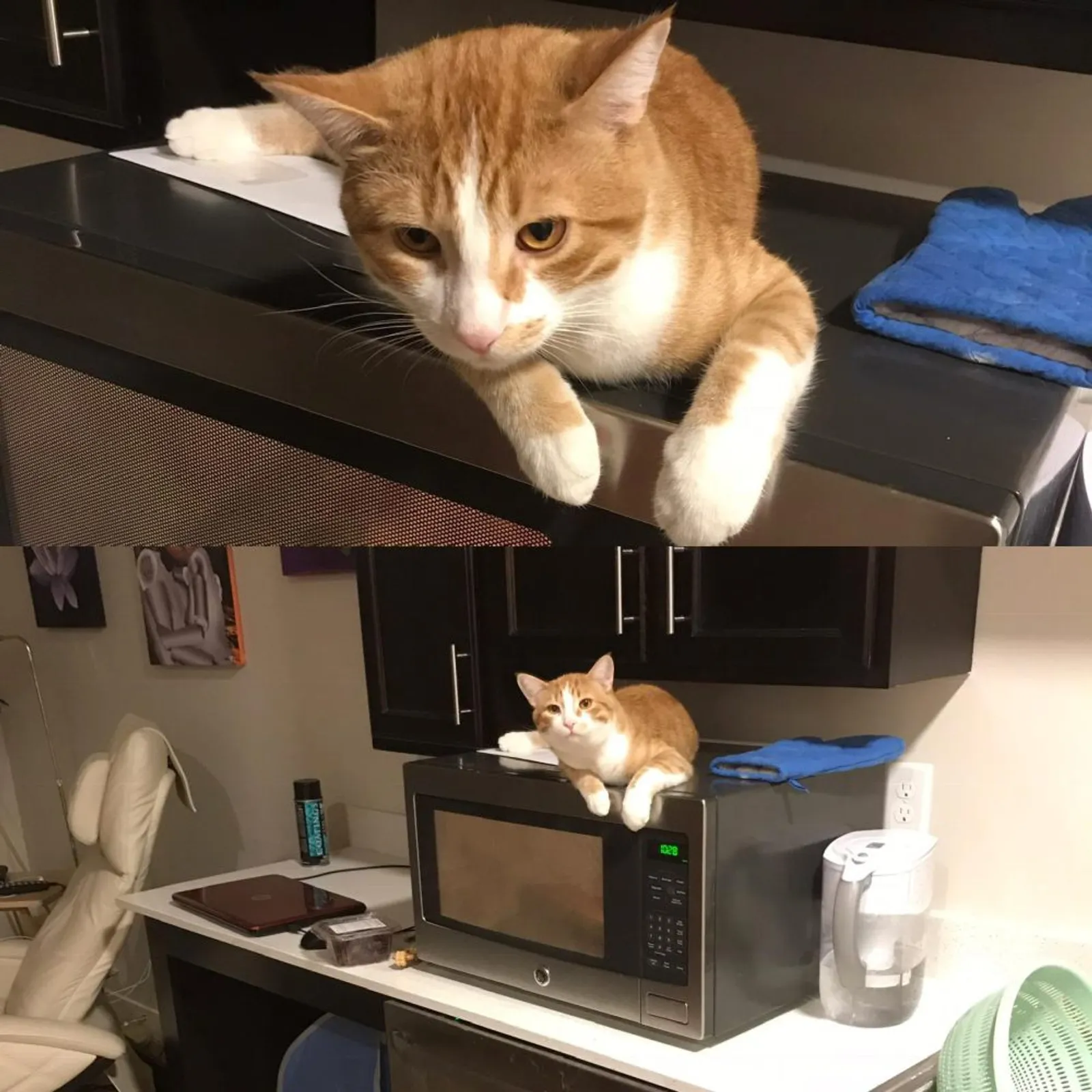 10 Potret Kucing Sedang Bersantai di Dalam Microwave, Berani Banget!