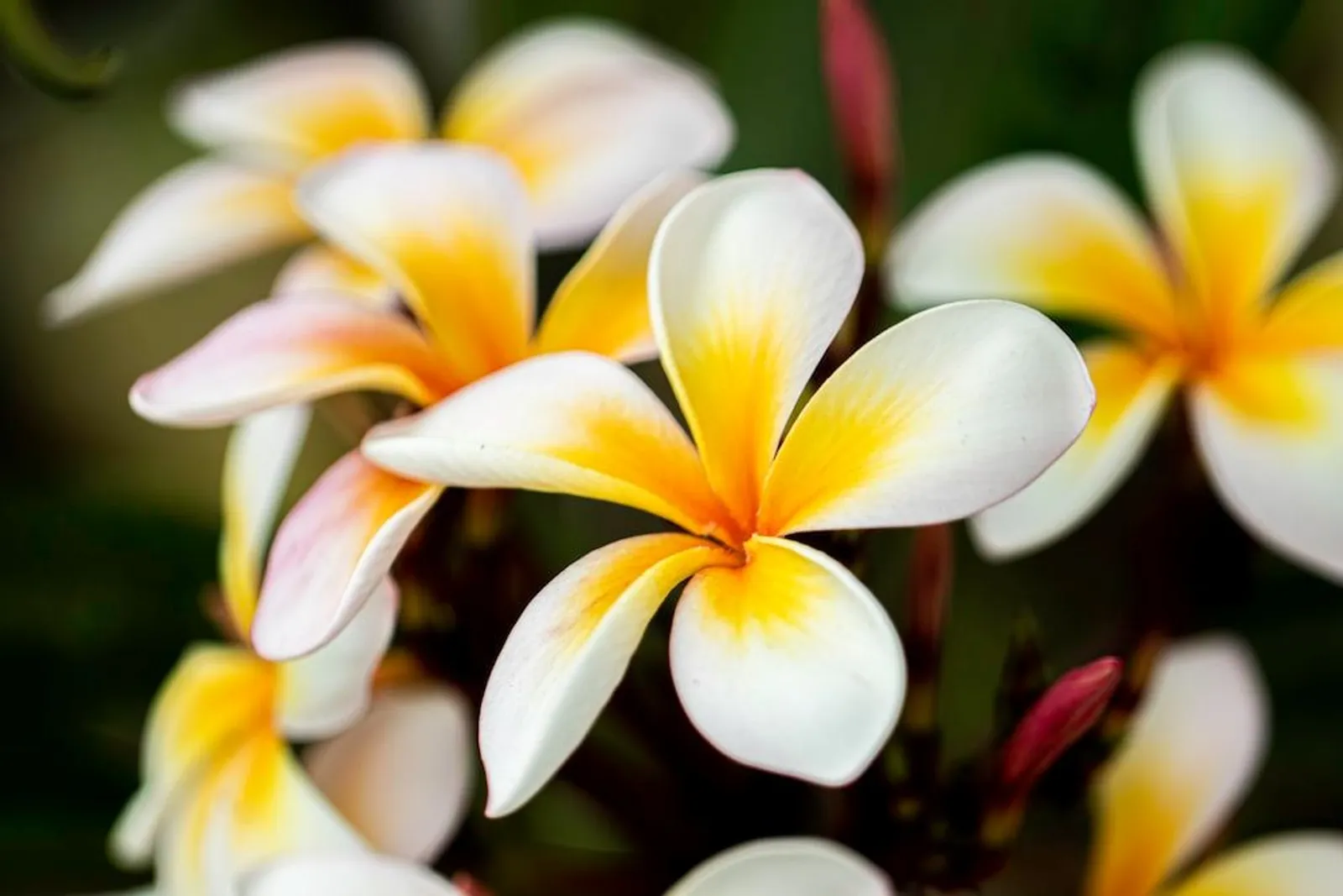11 Arti Bunga Kamboja, dari Makna Mistis hingga Percintaan