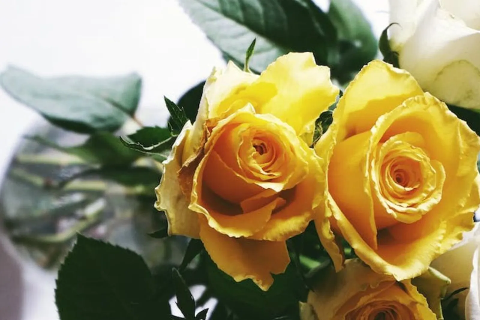 12 Arti Bunga Mawar Berdasarkan Warnanya