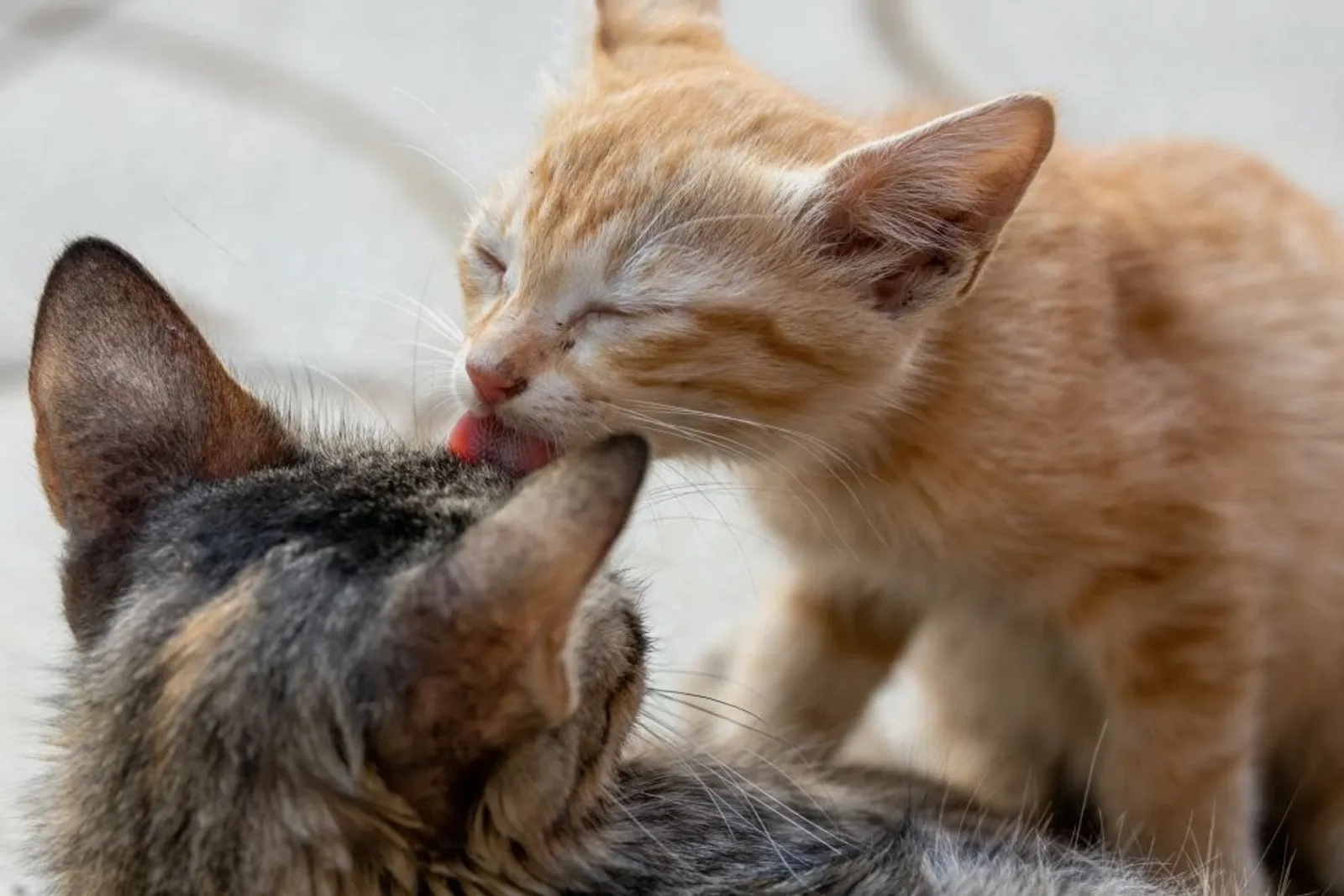 6 Arti Kucing Menjilati Pemiliknya, Menunjukkan Kasih Sayang dan Cinta