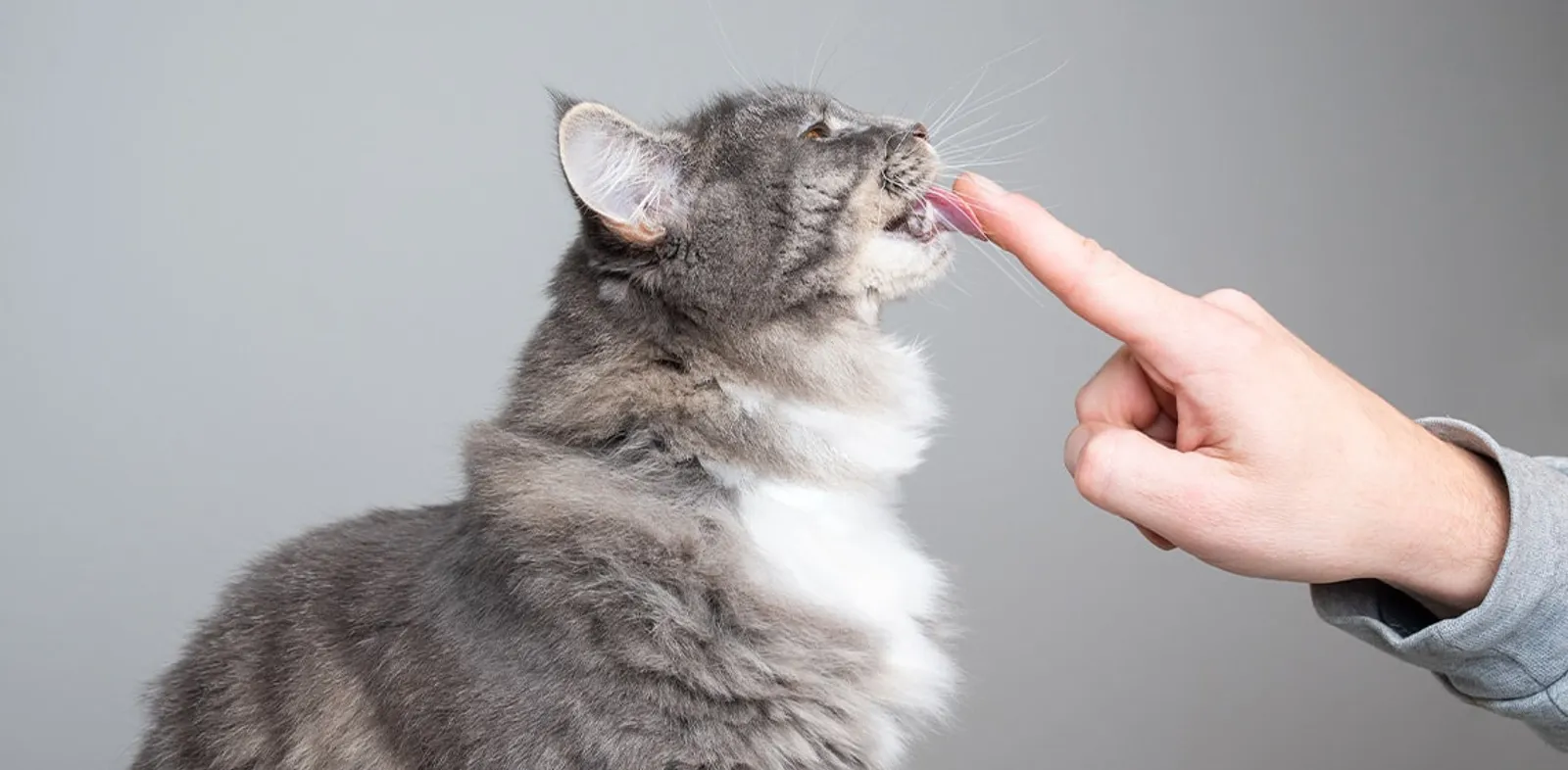 6 Arti Kucing Menjilati Pemiliknya, Menunjukkan Kasih Sayang dan Cinta