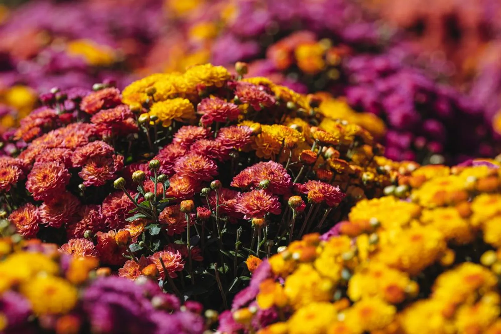 11 Arti Bunga Krisan, Bermakna Kebahagiaan dan Kesetiaan