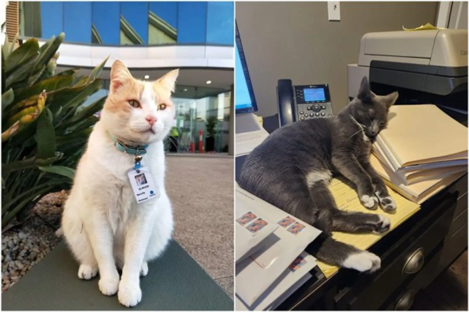 10 Potret Kucing Bekerja di Rumah Sakit, Ada yang Jadi Terapis, Lho!
