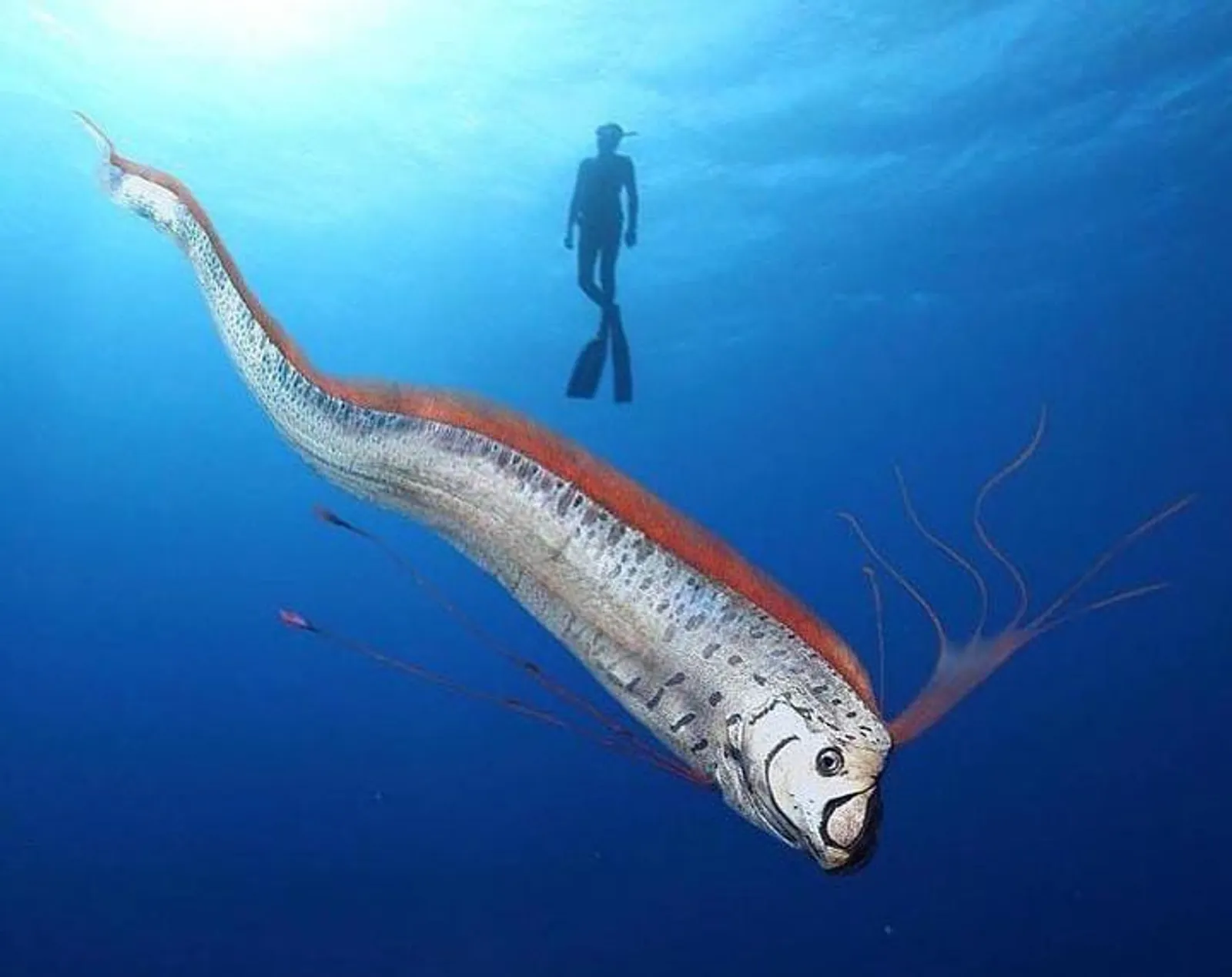 9 Fakta Ikan Kiamat, Disebut Utusan dari Istana Dewa Laut