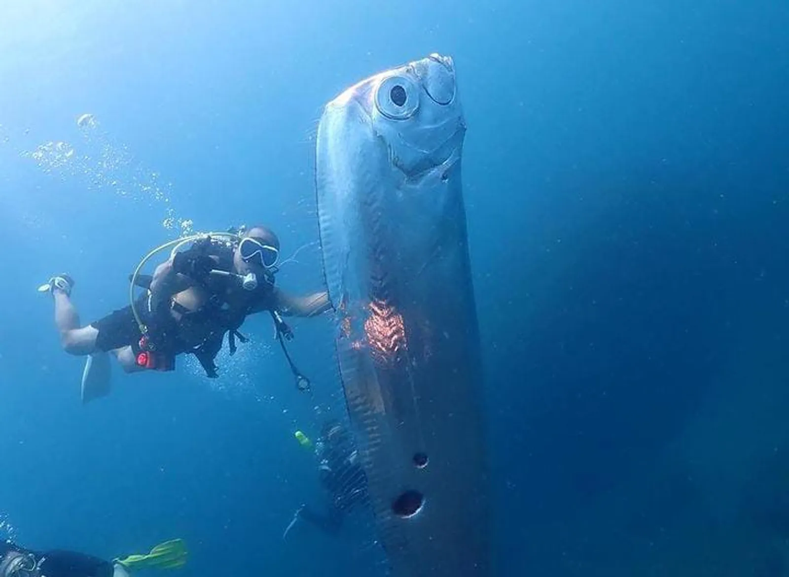 9 Fakta Ikan Kiamat, Disebut Utusan dari Istana Dewa Laut