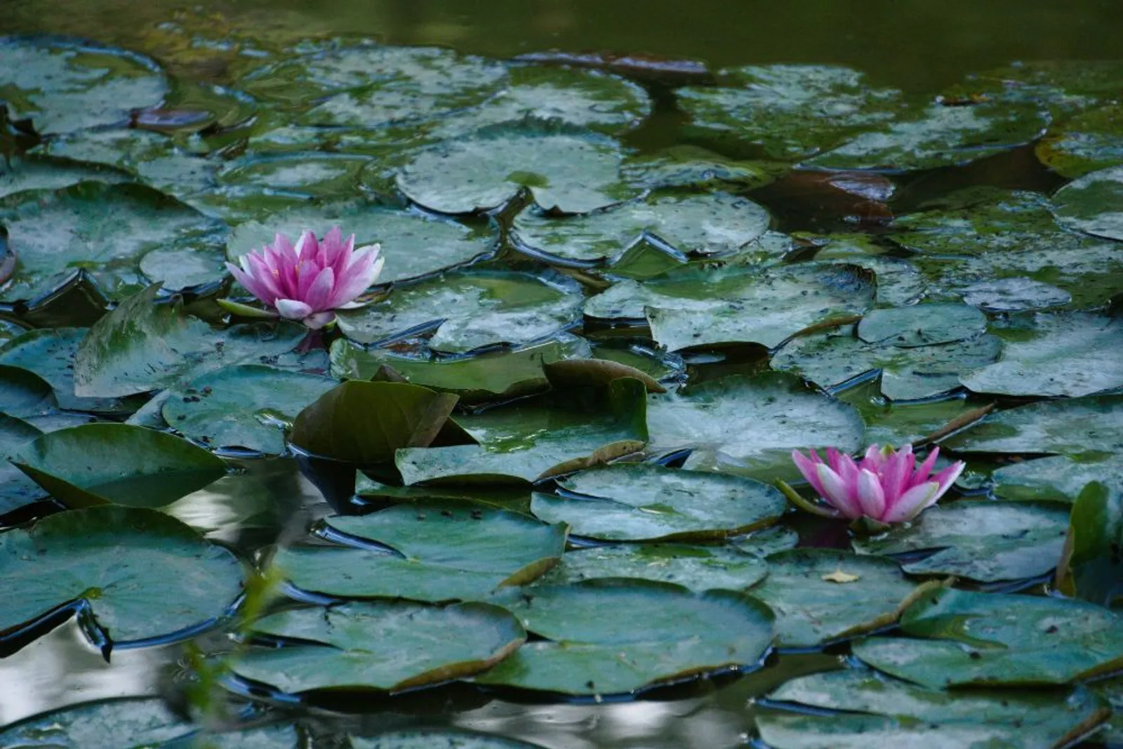 7 Arti Bunga Teratai, Si Simbol Kedamaian dan Harmoni