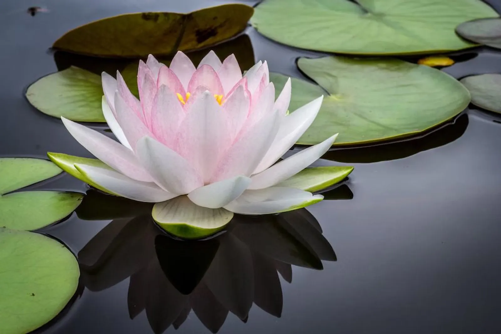 7 Arti Bunga Teratai, Si Simbol Kedamaian dan Harmoni