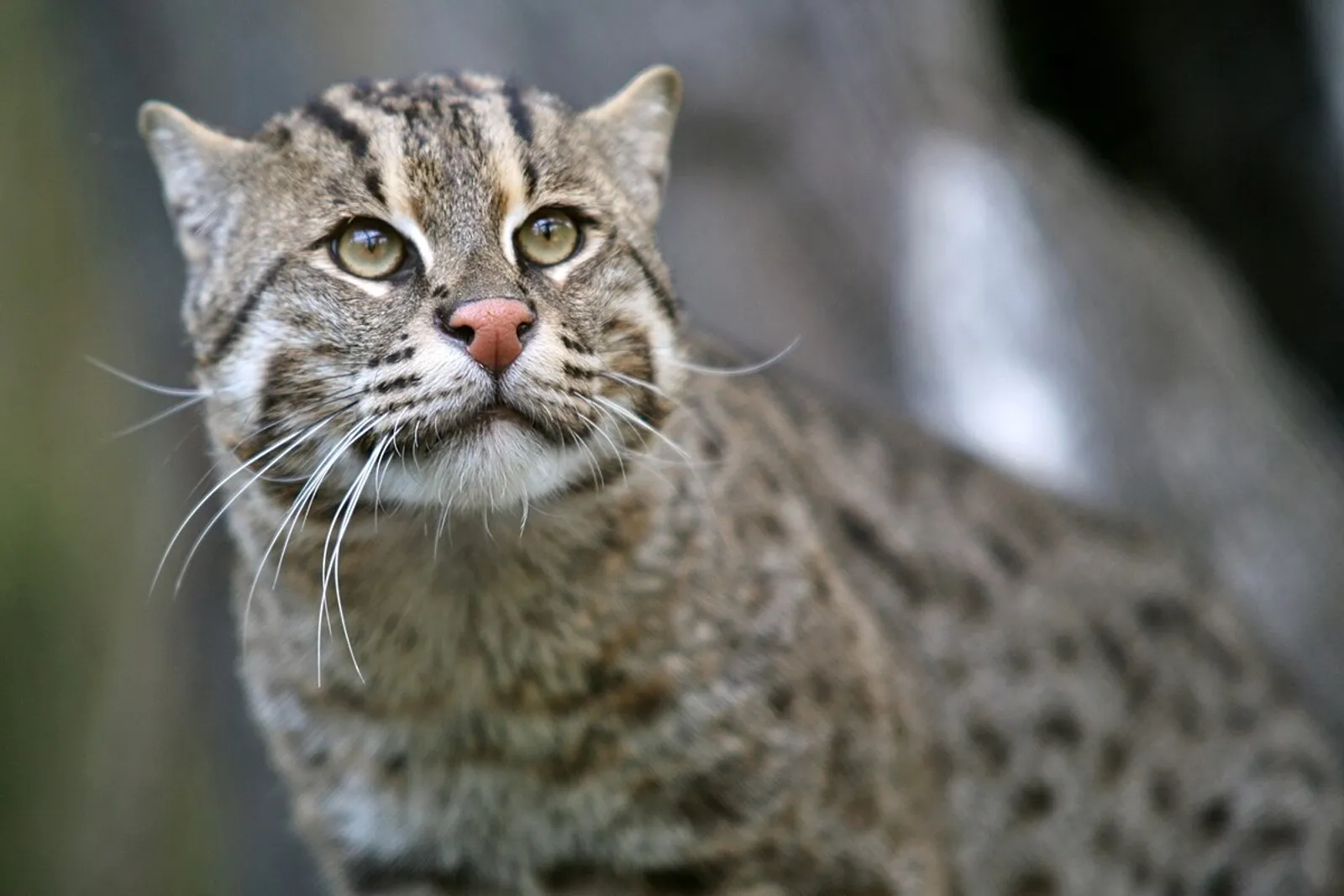 5 Spesies Kucing Endemik Indonesia yang Terancam Punah