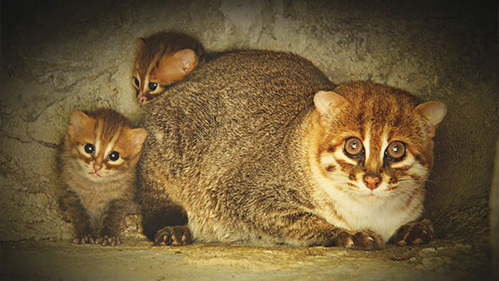 5 Spesies Kucing Endemik Indonesia yang Terancam Punah