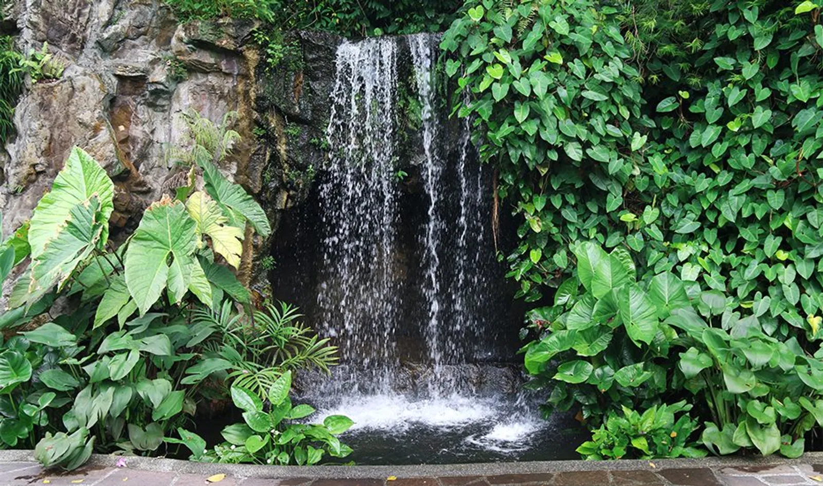 Singapore Botanic Gardens, Wisata Edukasi di Taman Tropis