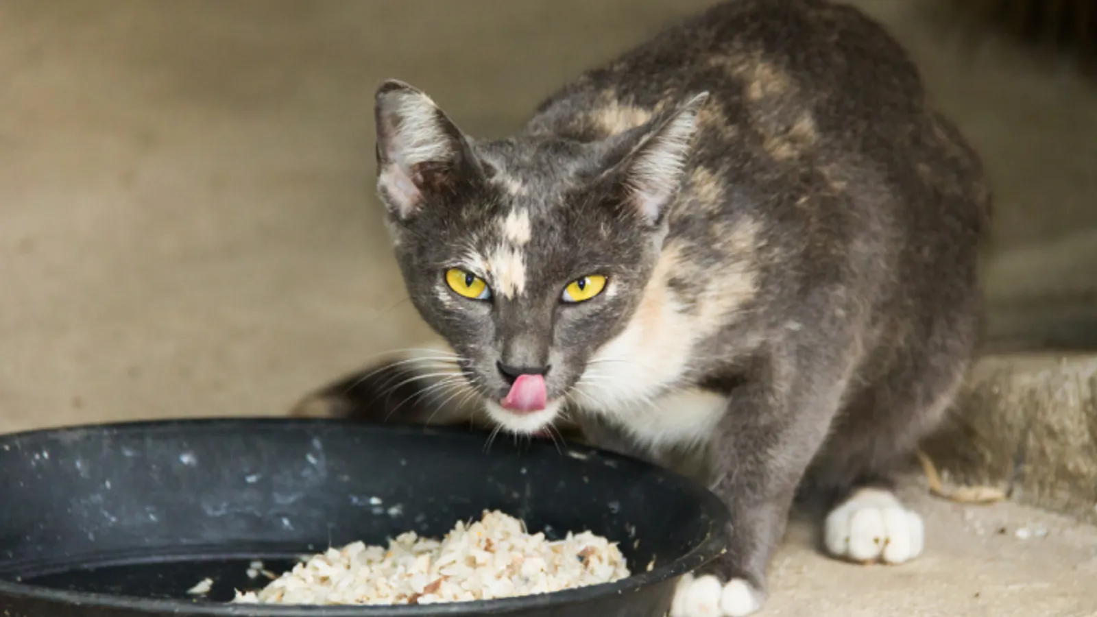 Apakah Kucing Boleh Makan Nasi?  Cek Jawabannya di Sini!