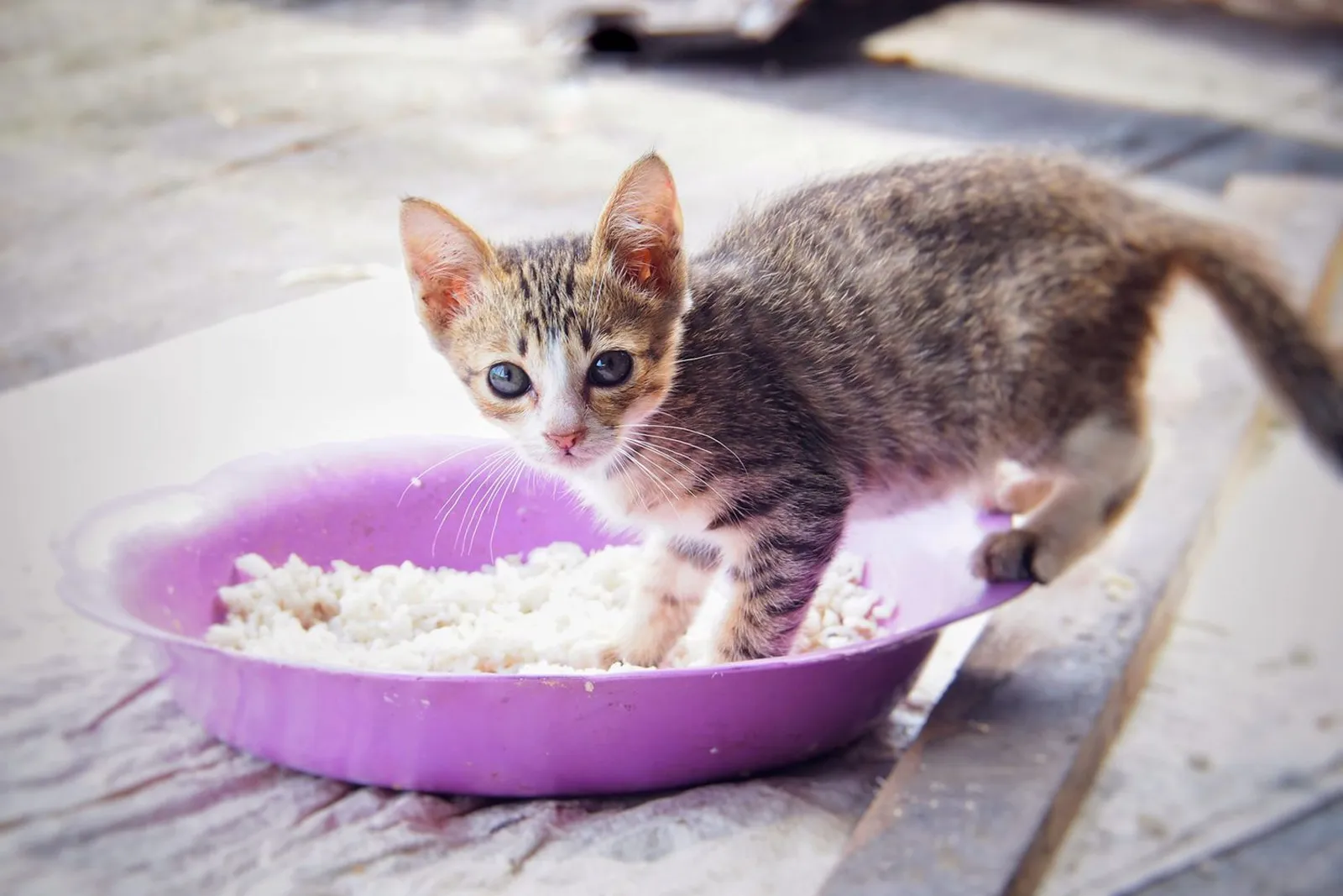 Apakah Kucing Boleh Makan Nasi?  Cek Jawabannya di Sini!