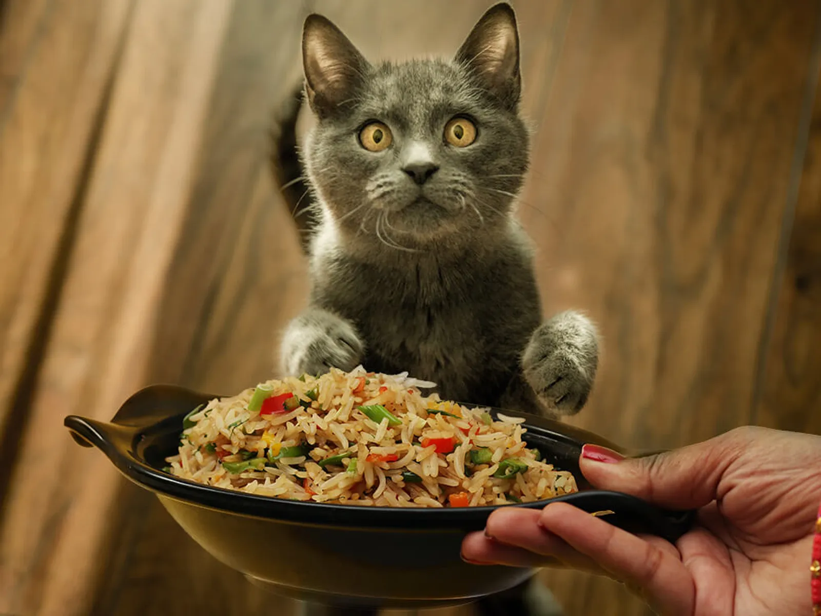 Apakah Kucing Boleh Makan Nasi?  Cek Jawabannya di Sini!