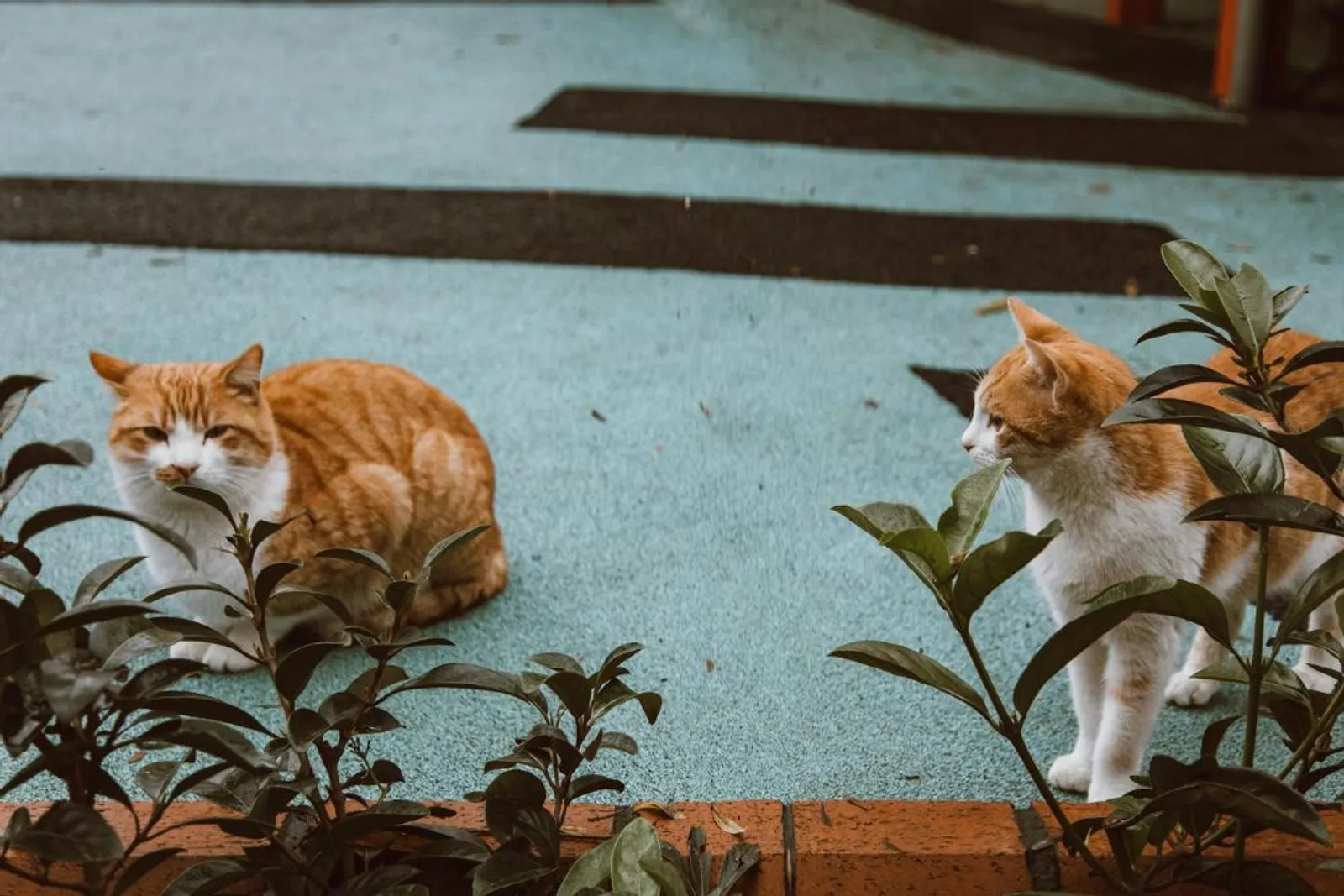 Kenapa Kucing Oranye Barbar? Ini Alasan dan Fakta Uniknya