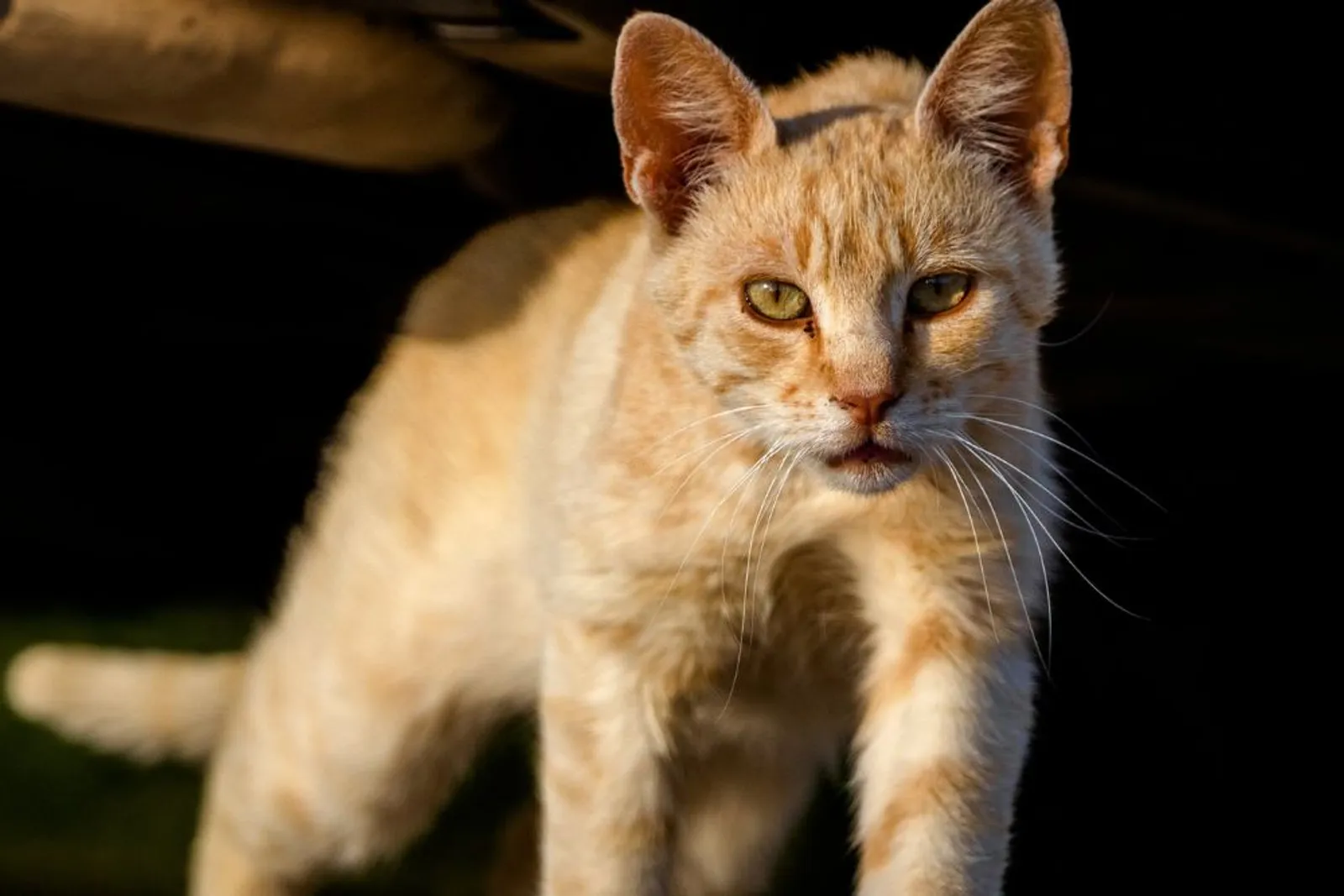 Kenapa Kucing Oranye Barbar? Ini Alasan dan Fakta Uniknya