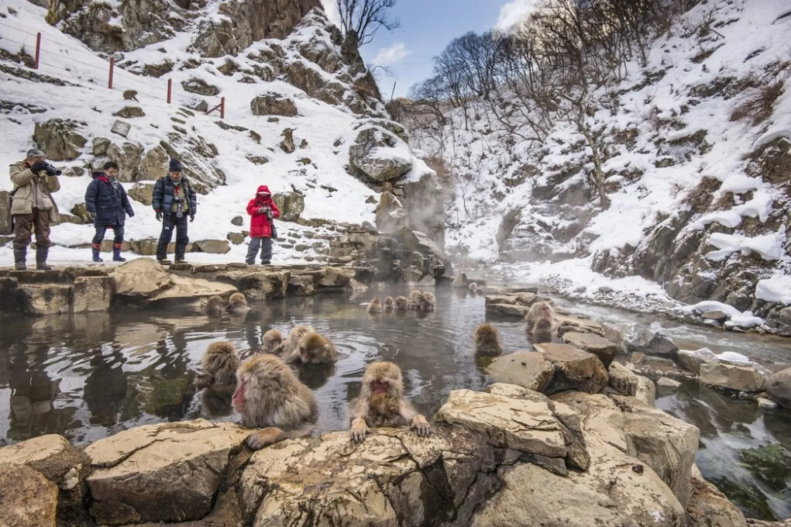Menikmati Pesona Alam dengan Monyet Salju di Snow Monkey Park, Jepang