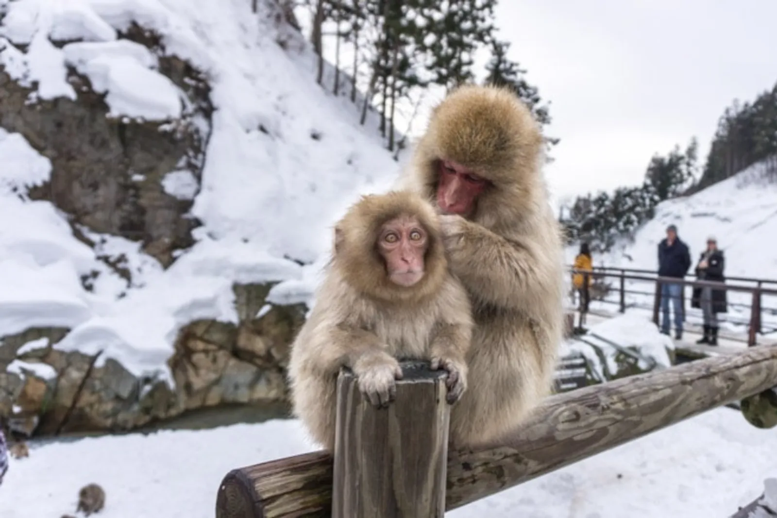 Menikmati Pesona Alam dengan Monyet Salju di Snow Monkey Park, Jepang