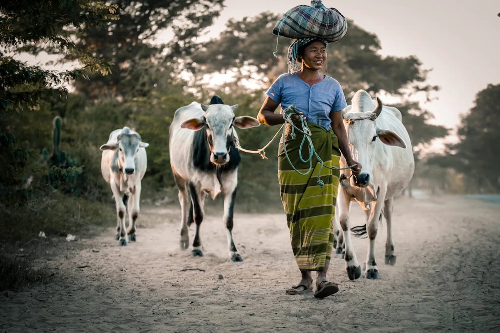 9 Arti Mimpi Melihat Sapi Banyak, Simbol Kemakmuran