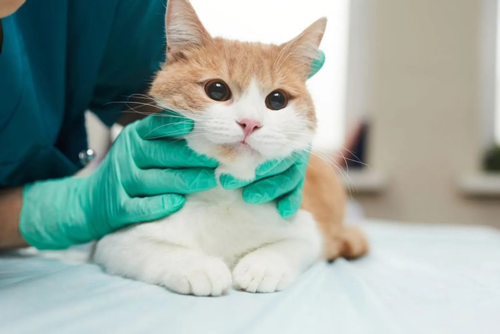 7 Rekomendasi Obat Kutu Kucing, Ampuh dan Ramah di Kantong
