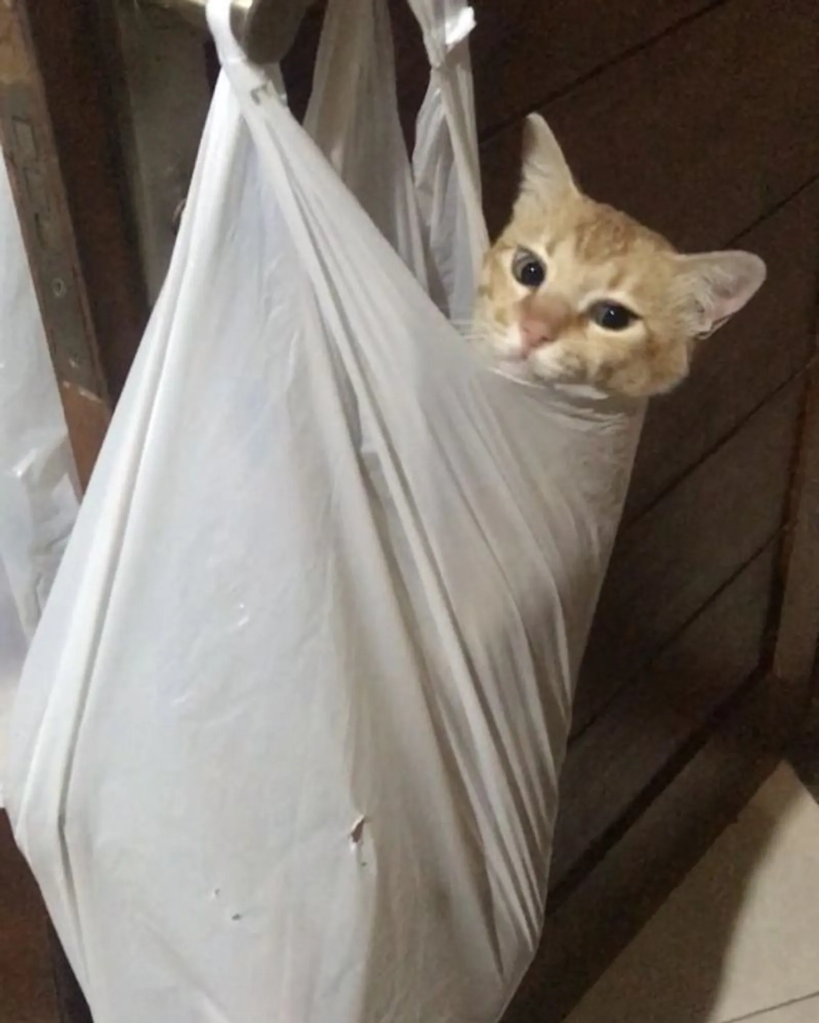 15 Foto Lucu Kucing Bermain Kantong Plastik, Siap Bikin Kamu Gregetan